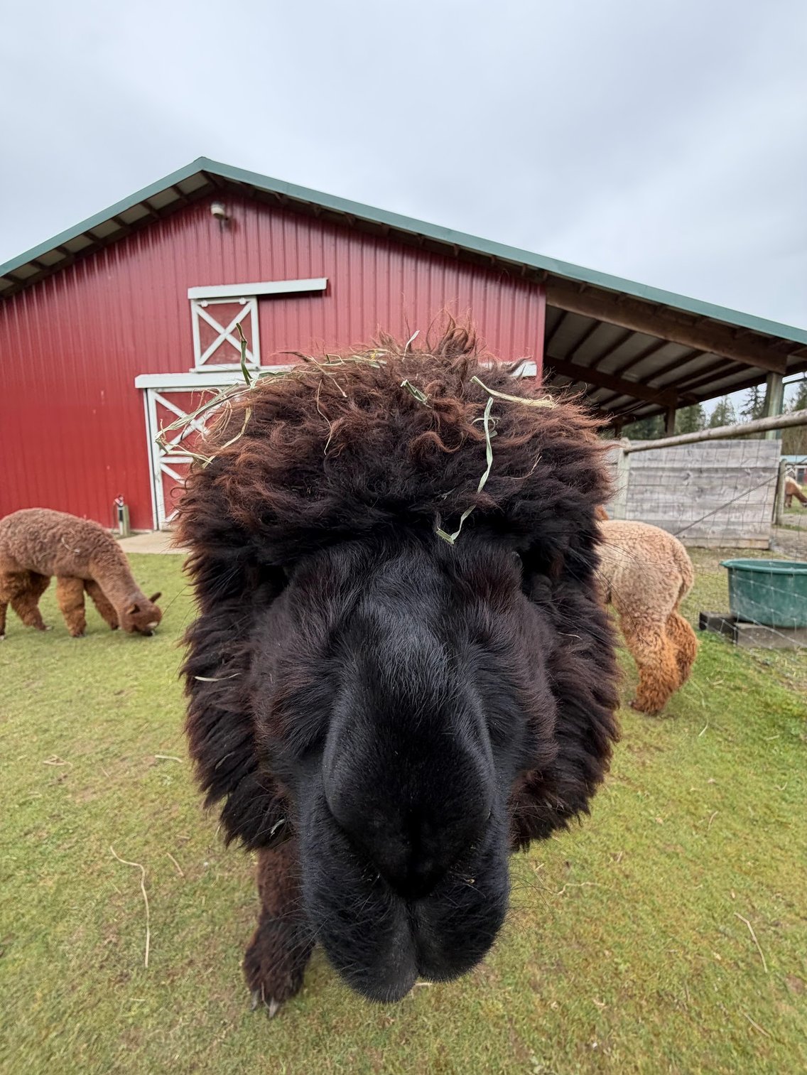 A dark alpaca standing in front of a red barn