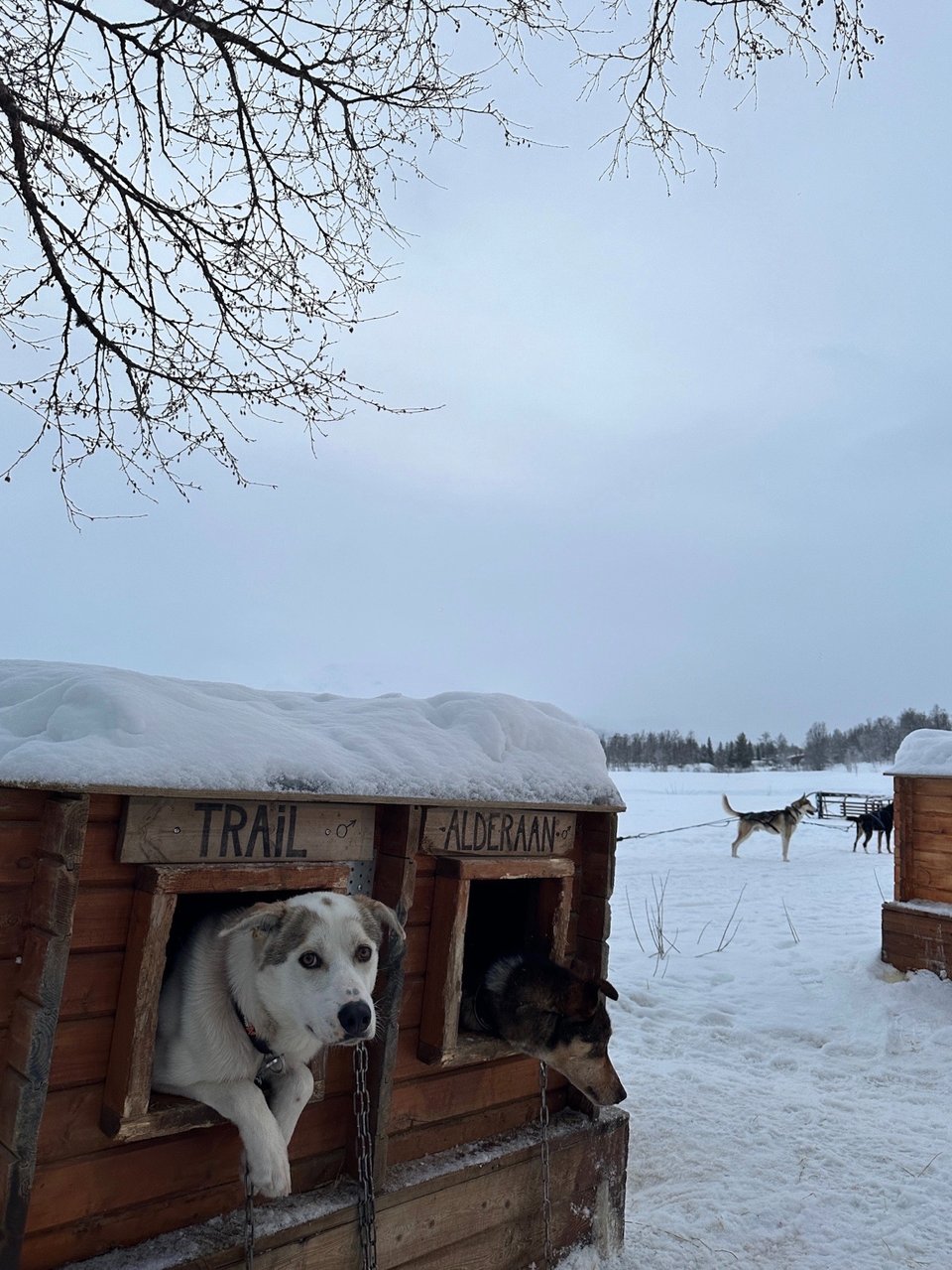 Dogs looking out from wooden kennels in the snow