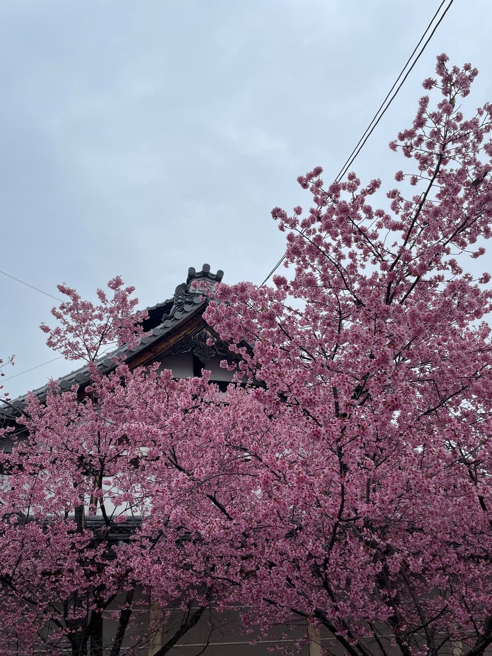 Pink cherry blossoms framing a tiled roof