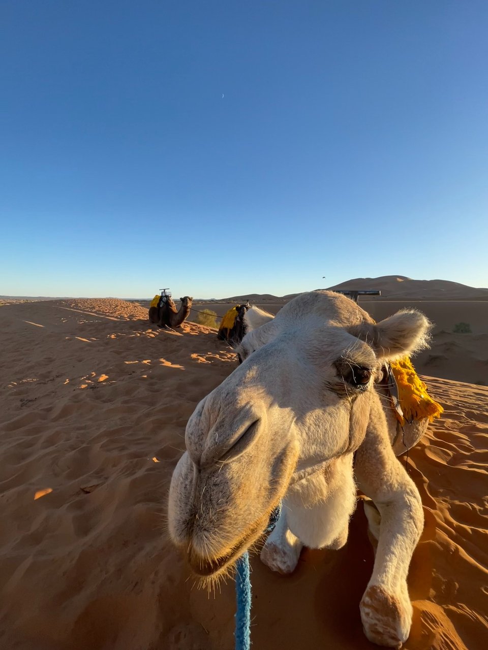 Camel standing among sand dunes in the Sahara